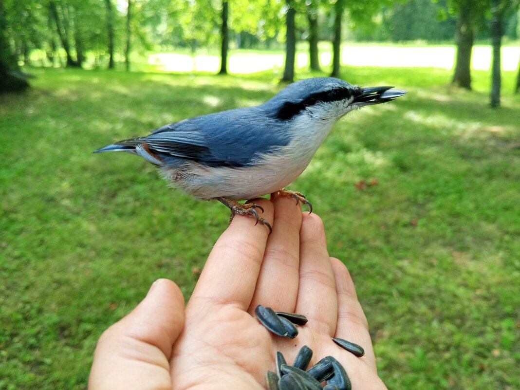 Поползень - Сапсан 