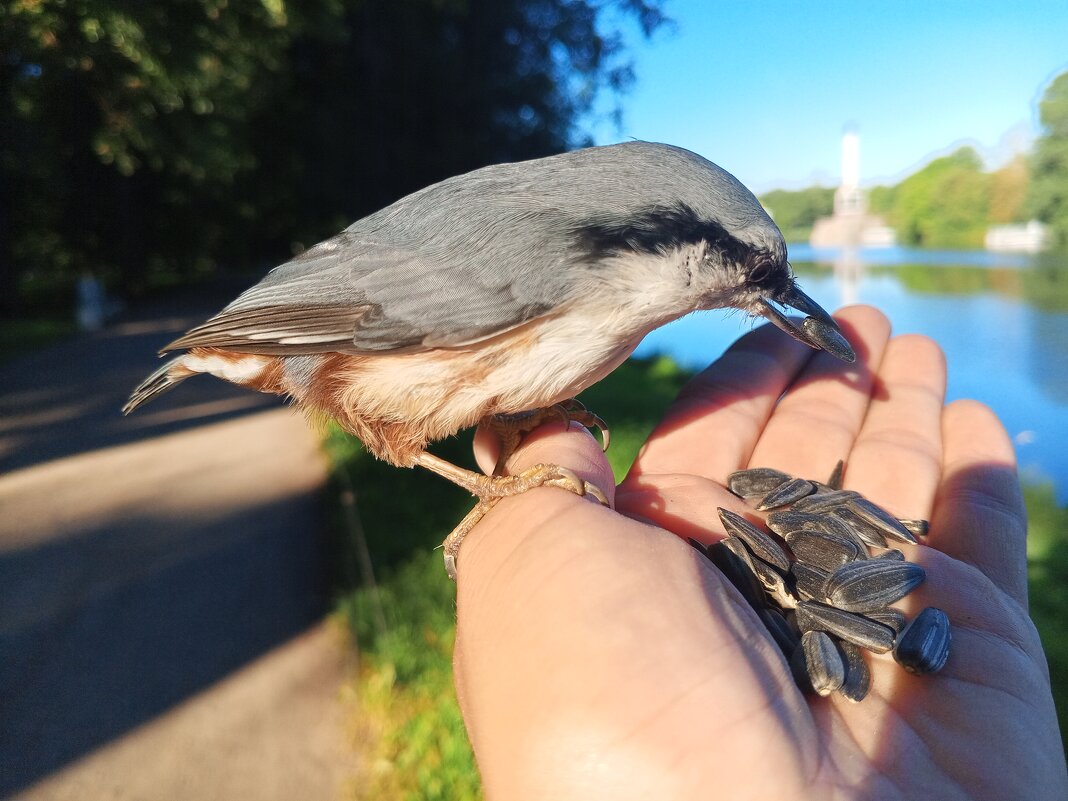 Поползень - Сапсан 