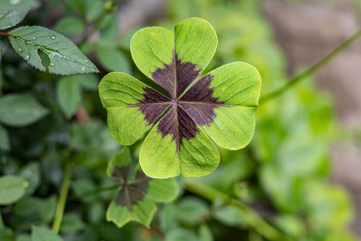 на удачу - Анастасия Фотографовна