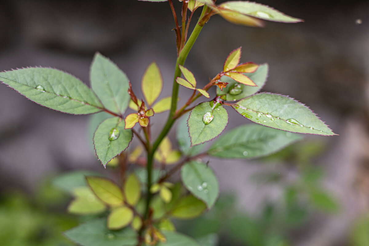 * - Анастасия Фотографовна