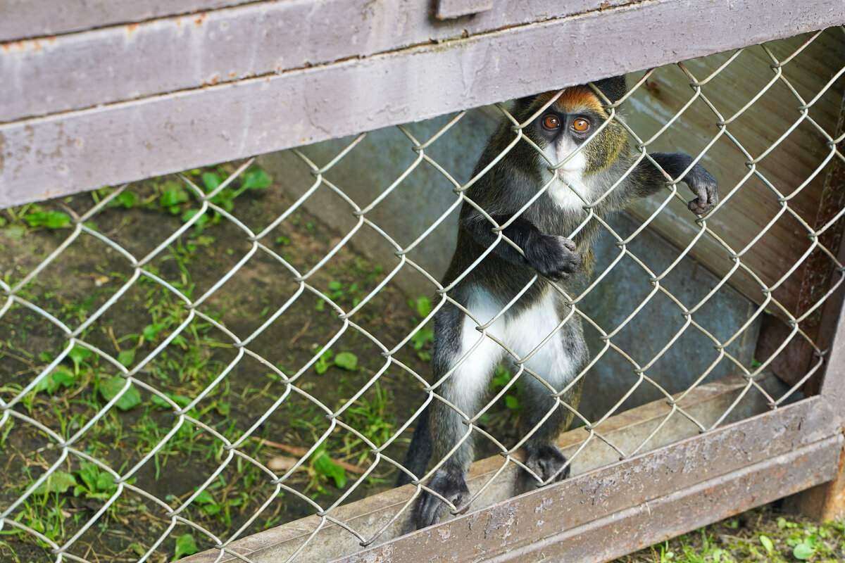 БРАТ_2 - Сергей Янович Микк