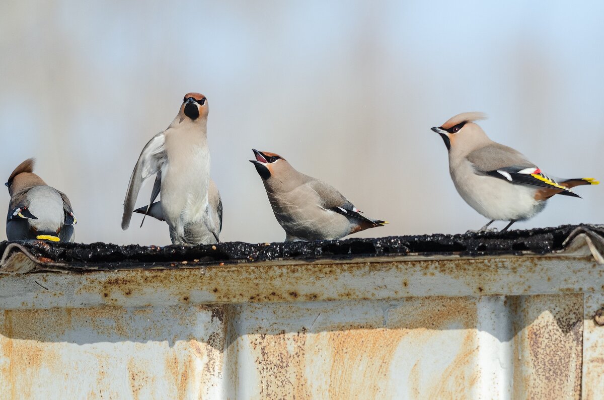 Свиристели - Виктор Иванович Чернюк Свиристели - Виктор Иванович Чернюк