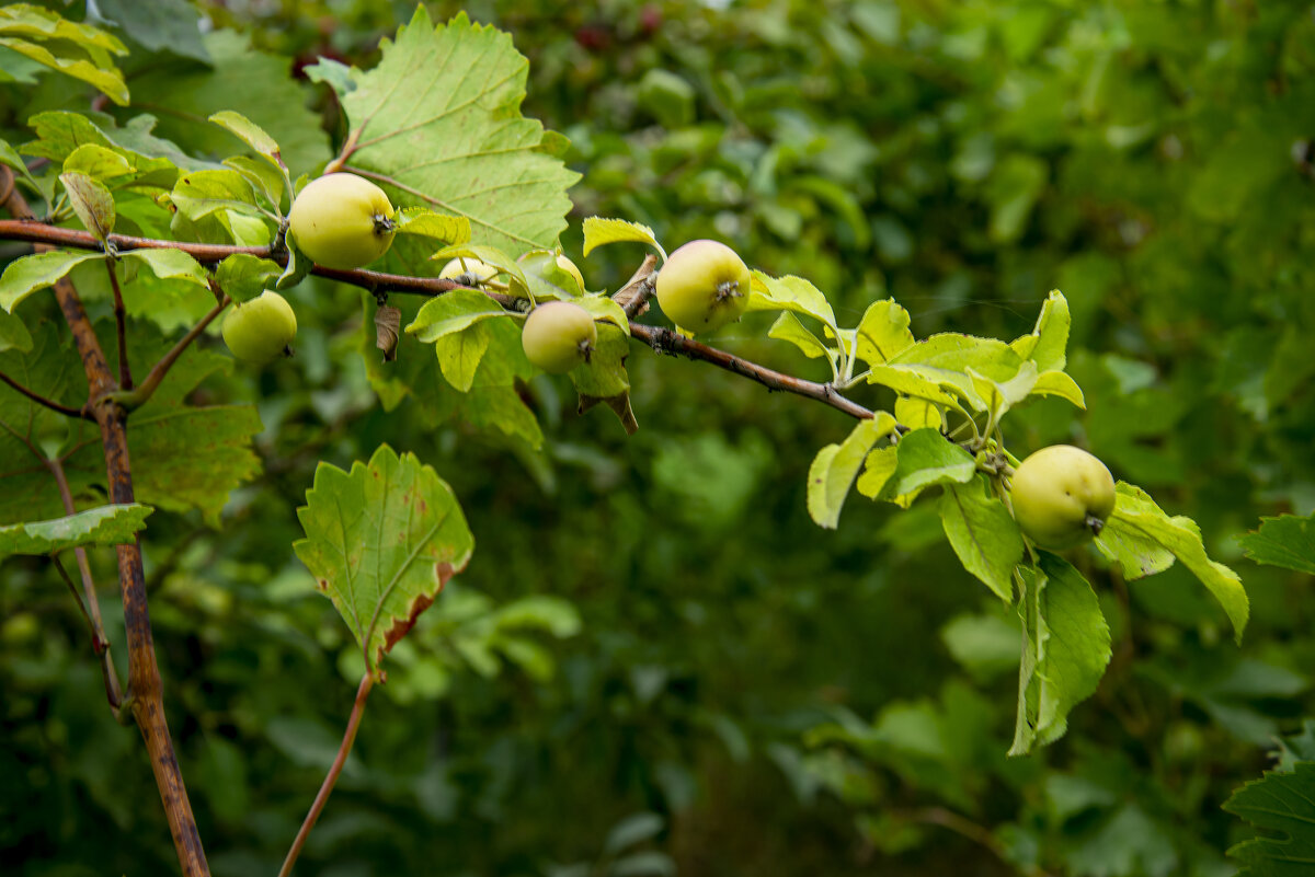 Яблоки - Анатолий Чикчирный