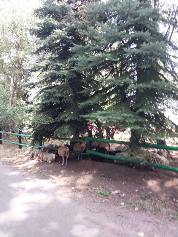 Talgar. - Murat Bukaev 