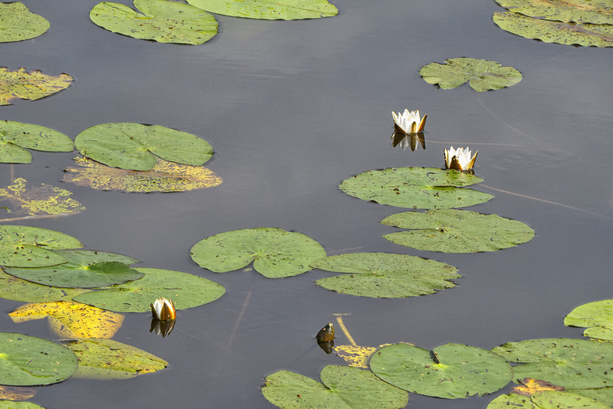 Кувшинки - Сергей Цветков