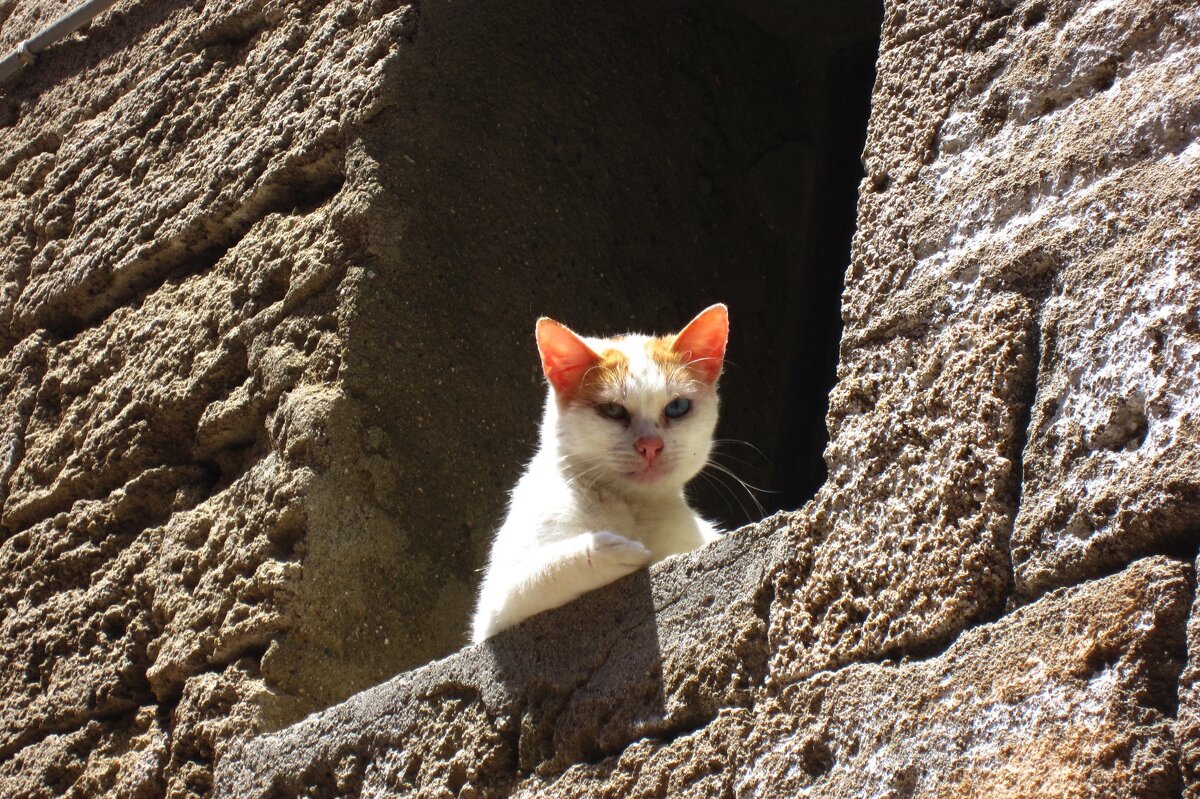 Снова кот - Натали 