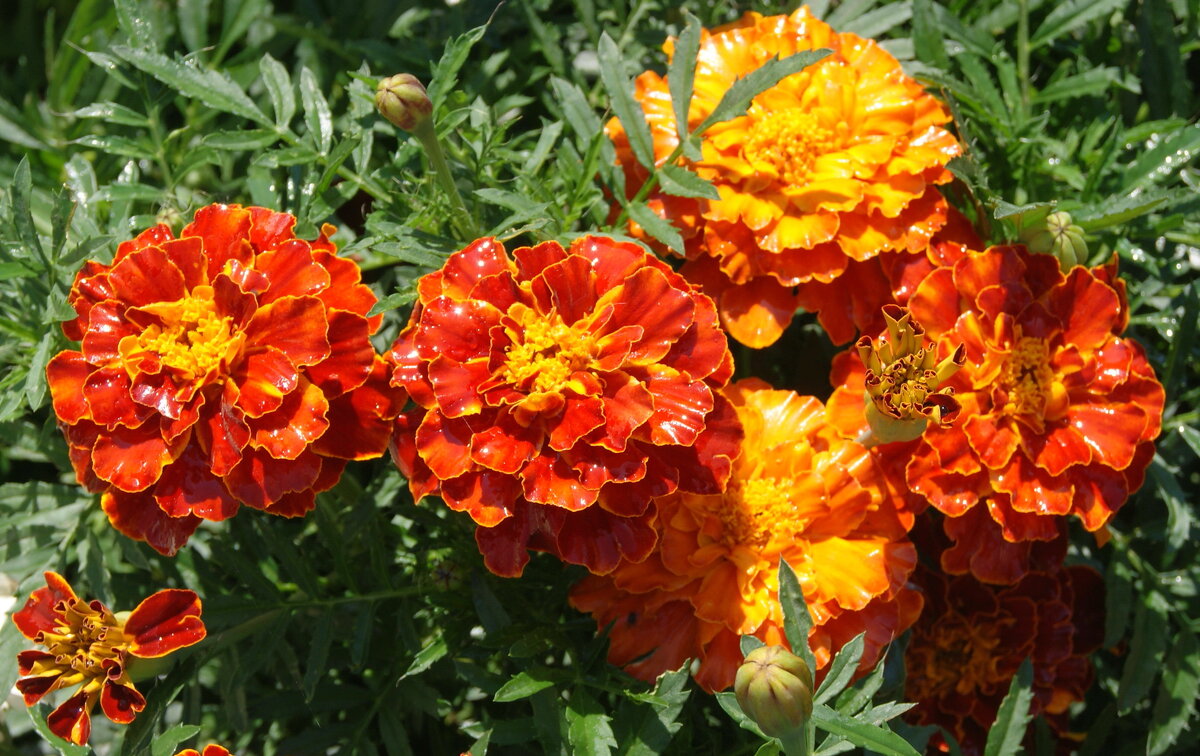 После дождя. - сергей ермошкин