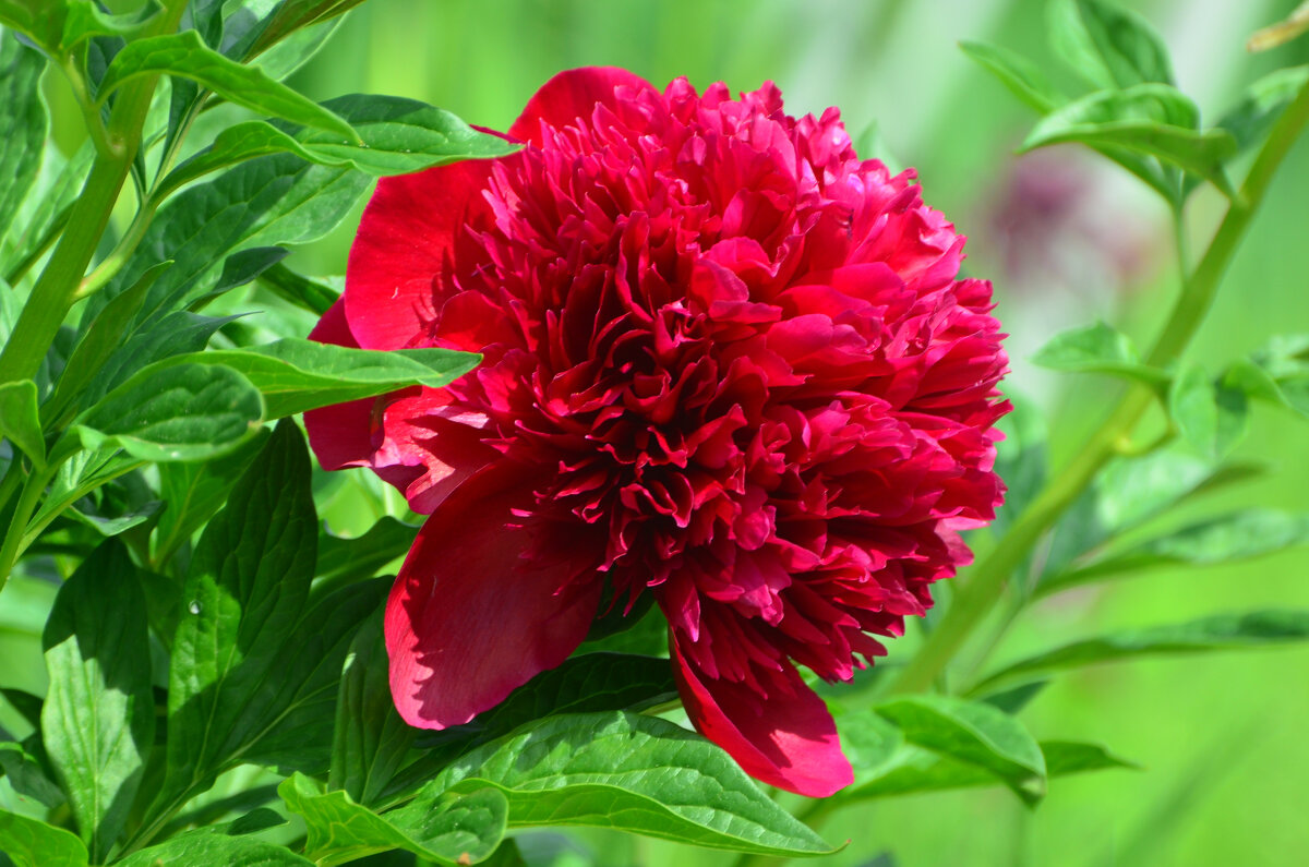 Лето в Ботаническом... Июнь. - Наташа *****