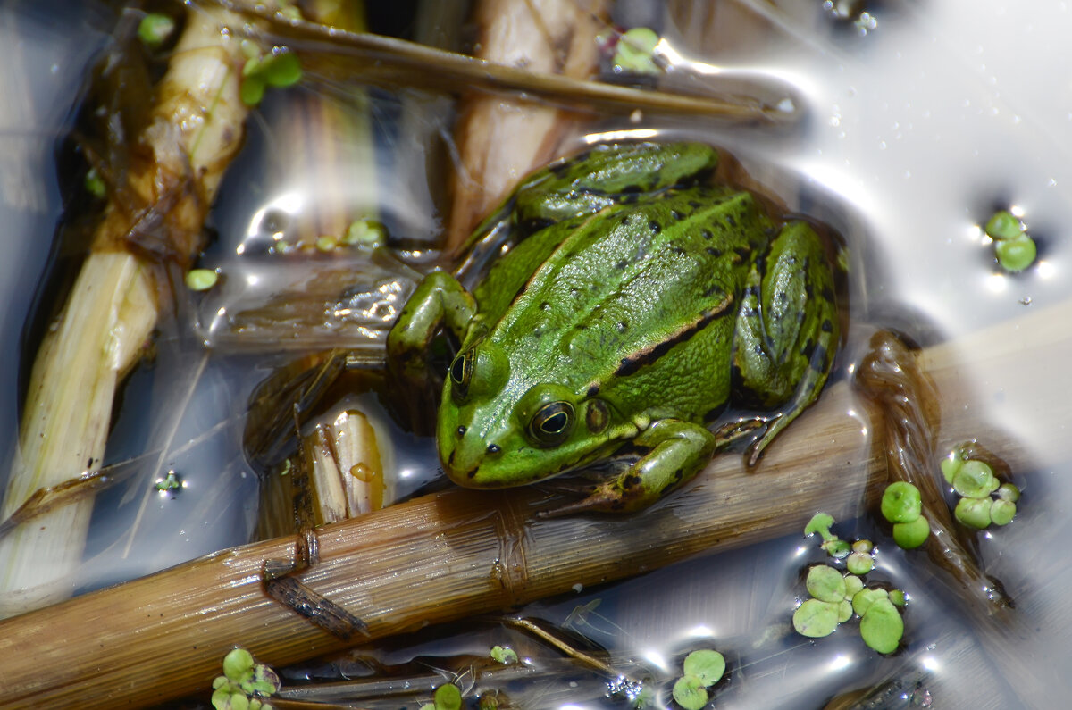 Лето в Ботаническом... Июнь. - Наташа *****