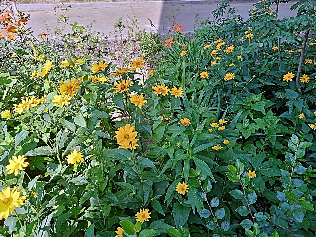 Цветы. - Владимир Драгунский