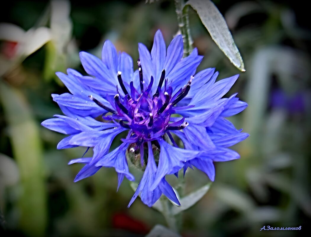 Про наше дето васильковое... - Андрей Заломленков Про наше дето васильковое... - Андрей Заломленков