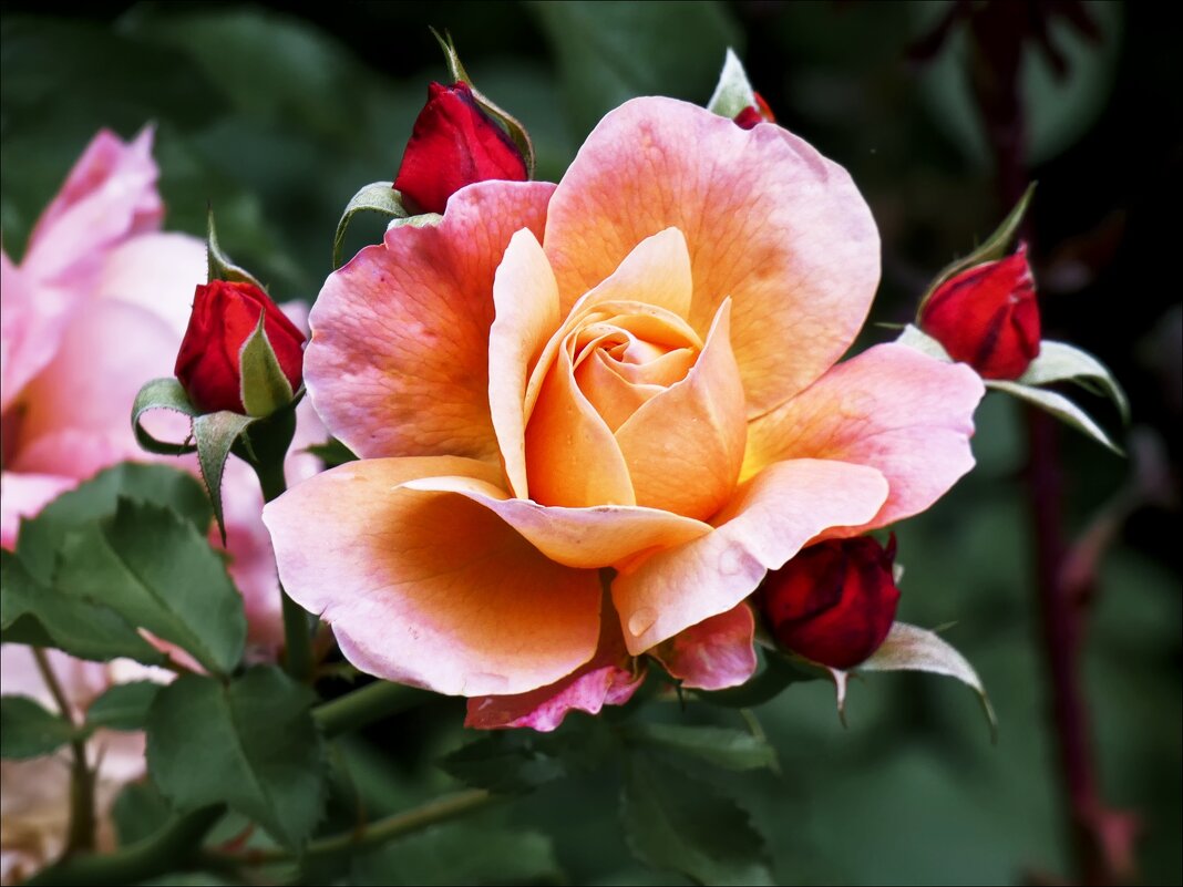 Принцесса - Валентина *