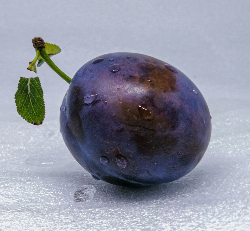 Слива - Любимова Ольга 