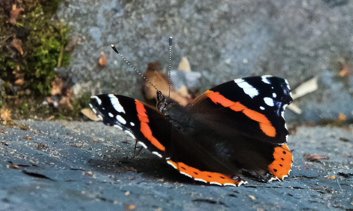 ** - Владимир Безбородов