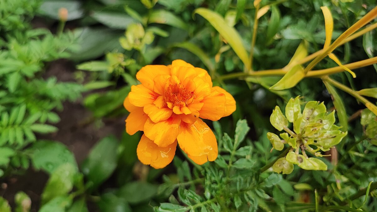 ,,, - Сергей Тимоновский