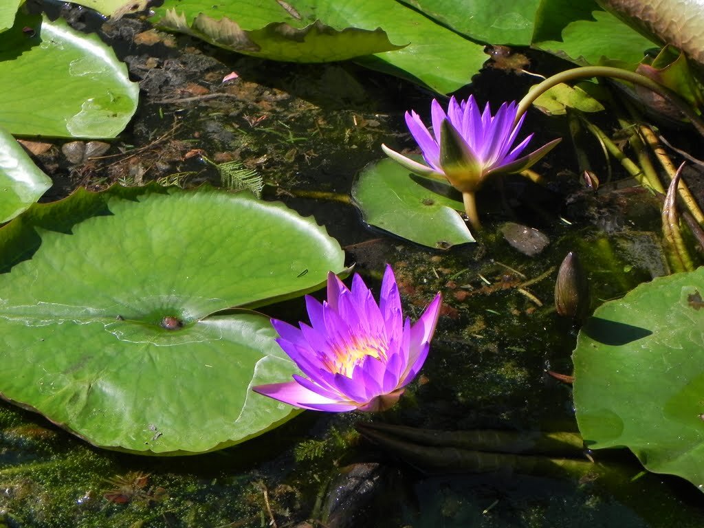 " - Светлана Хращевская