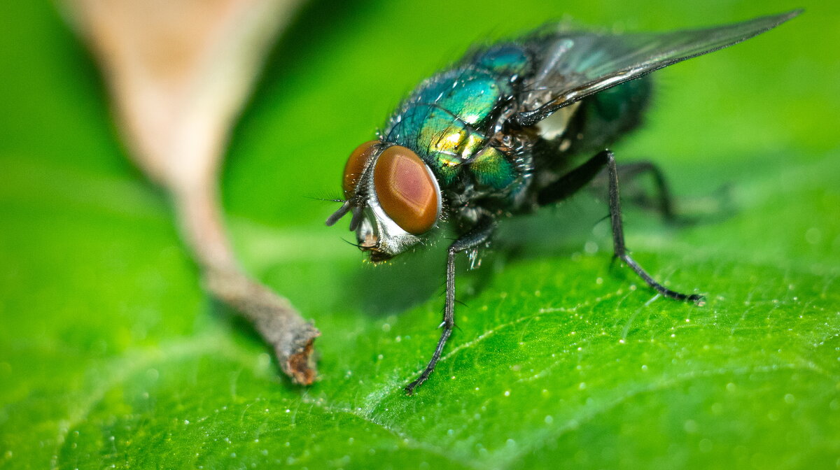 A fly on a leaf | 14 - Sergey Sonvar