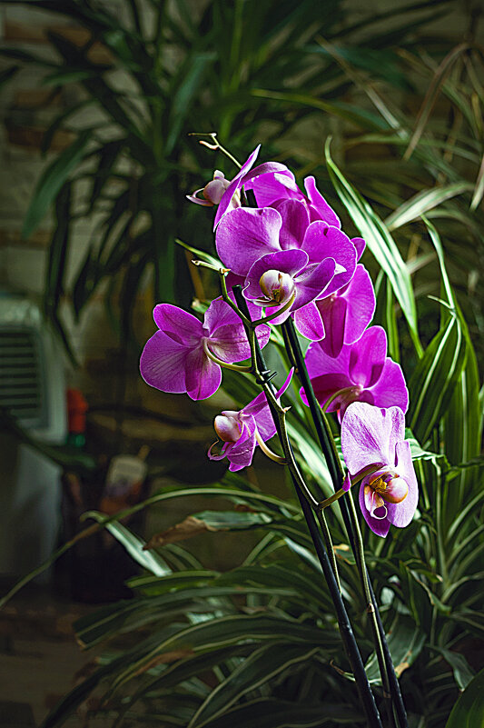 Орхидея - Владимир Кроливец