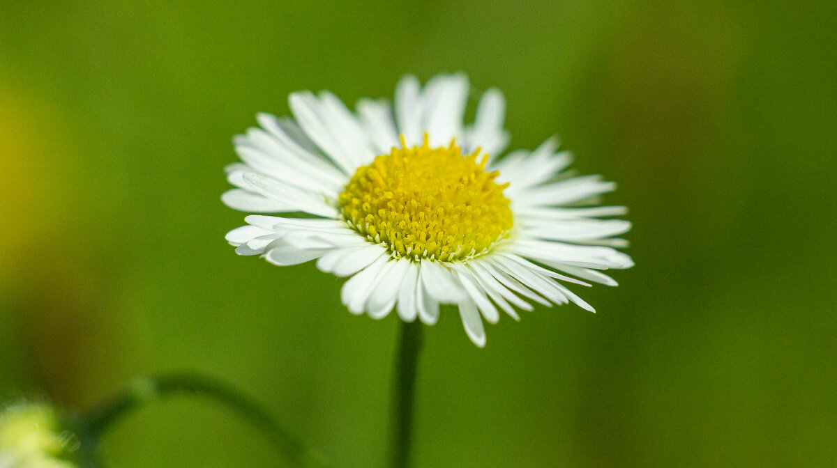 Mini Chamomile | 2 - Sergey Sonvar