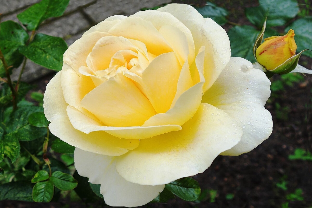 Роза - Рита Симонова