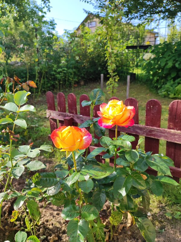 Дача - Ēriks Дача - Ēriks