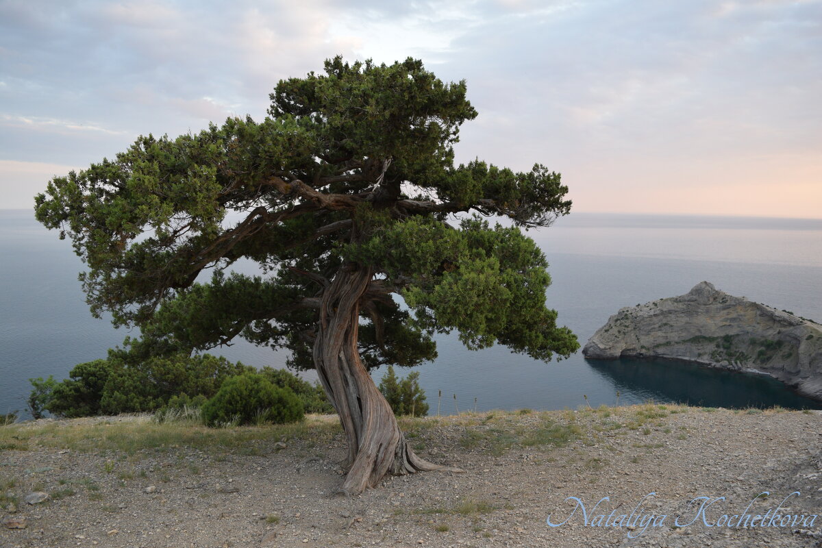 Природа Крыма - Amazing Cosmea