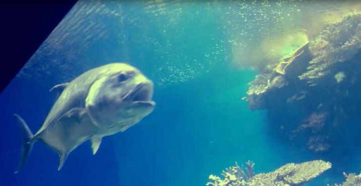 112 (201) - СТРЕН 