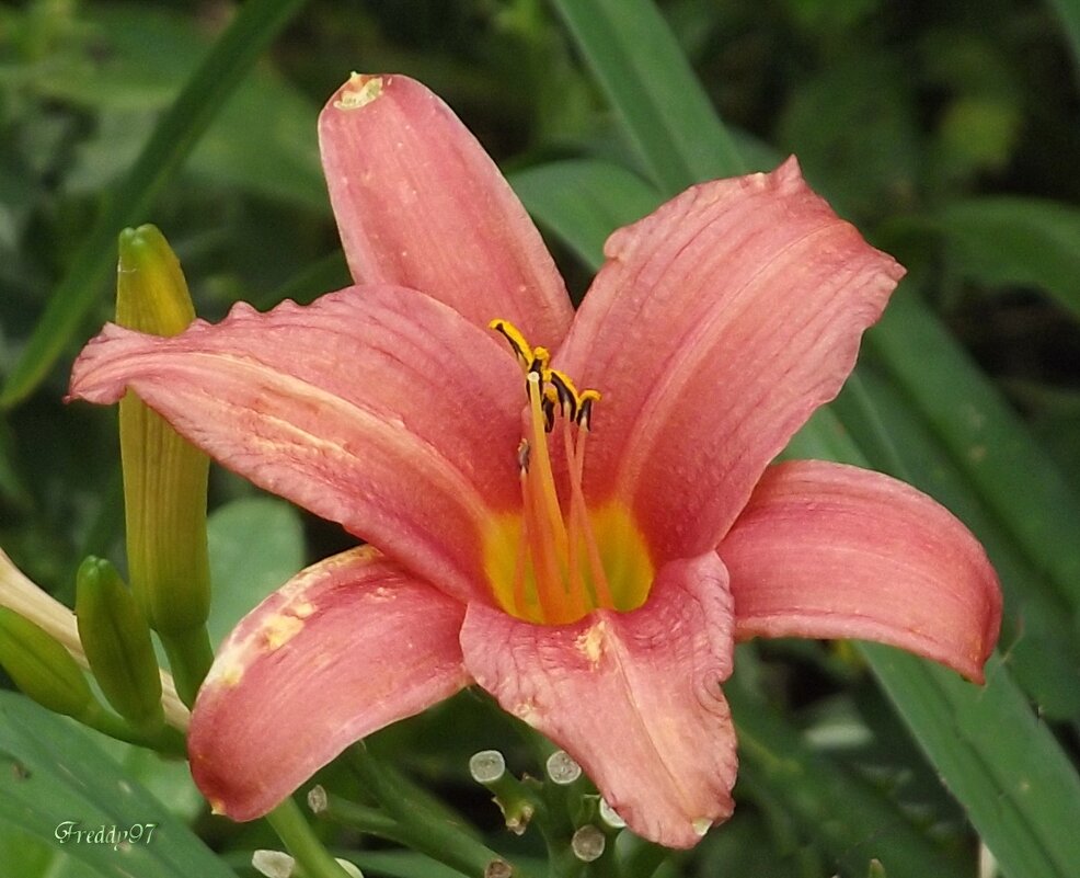 Лилейник - Freddy 97