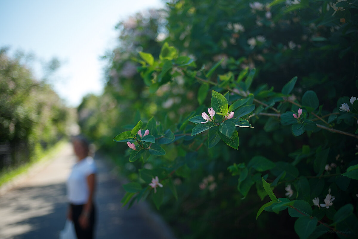 М35/2 - Иваннович *