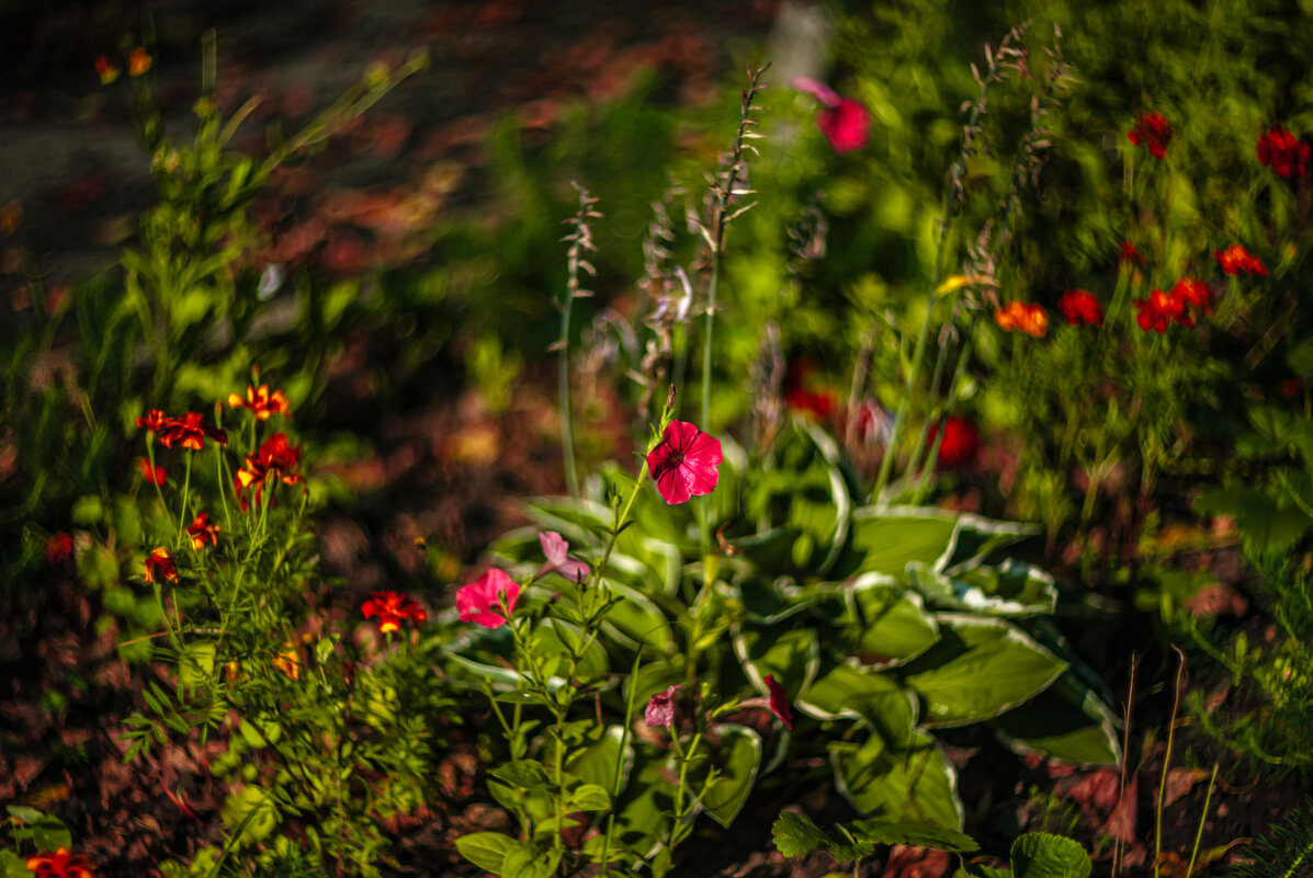 Цветы - А кузнецов