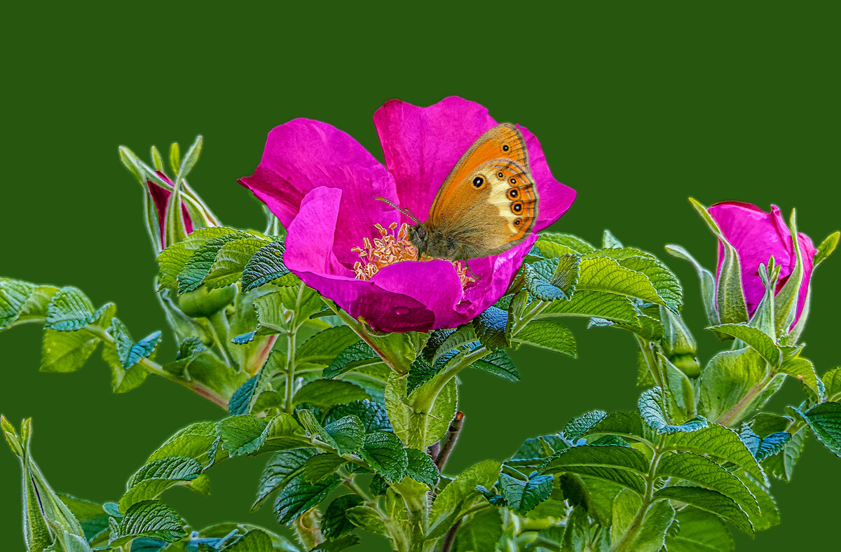 Шиповник - Aleksey Afonin