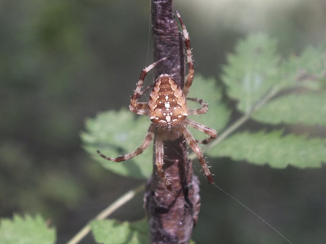 ** - Зоя Мишина ** - Зоя Мишина