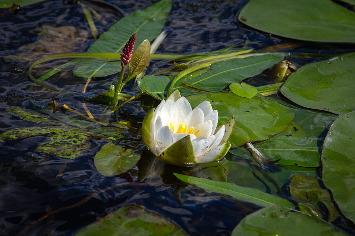Кувшинка на воде - Николай Дергачев