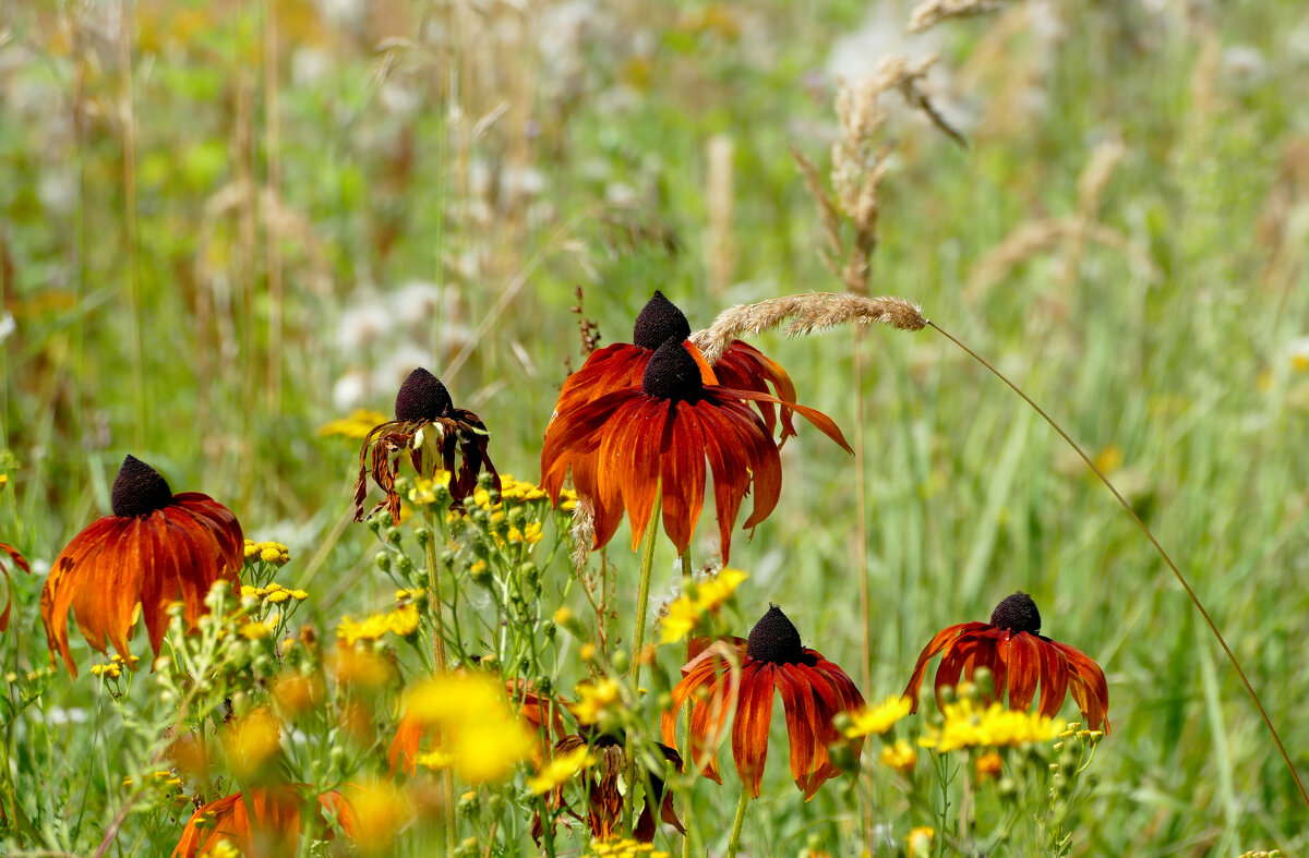 середина августа  1 - Александр Прокудин