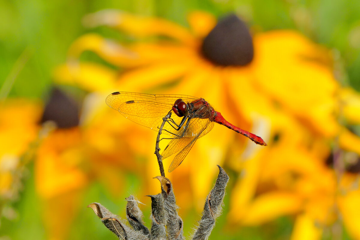 середина августа 4 - Александр Прокудин