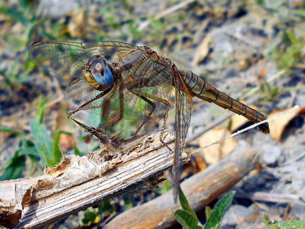 Самка крокотемиса красного - Константин Штарк
