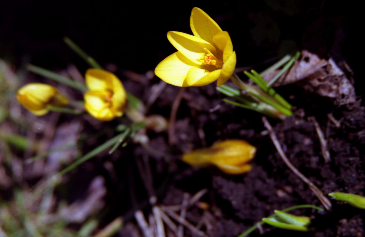 К солнышку - Наталья 