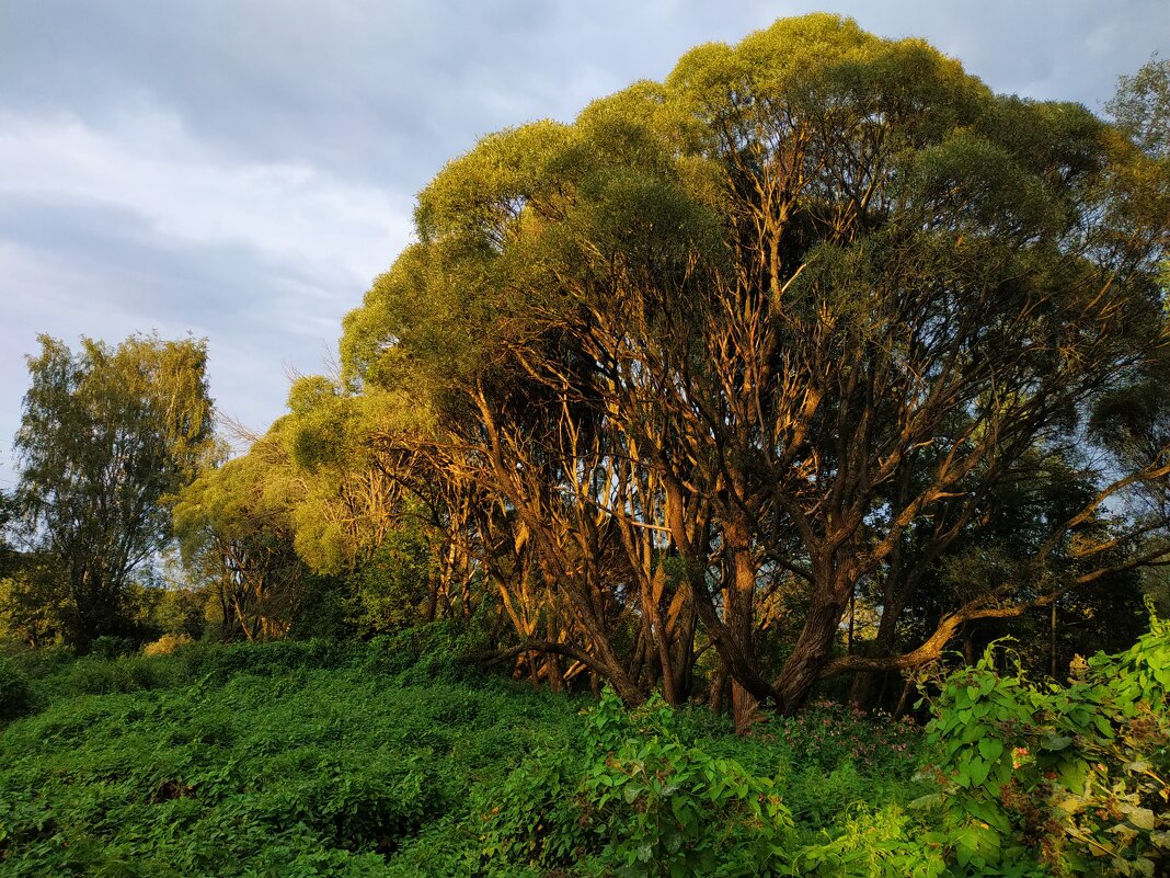 * * * - Андрей Лукьянов