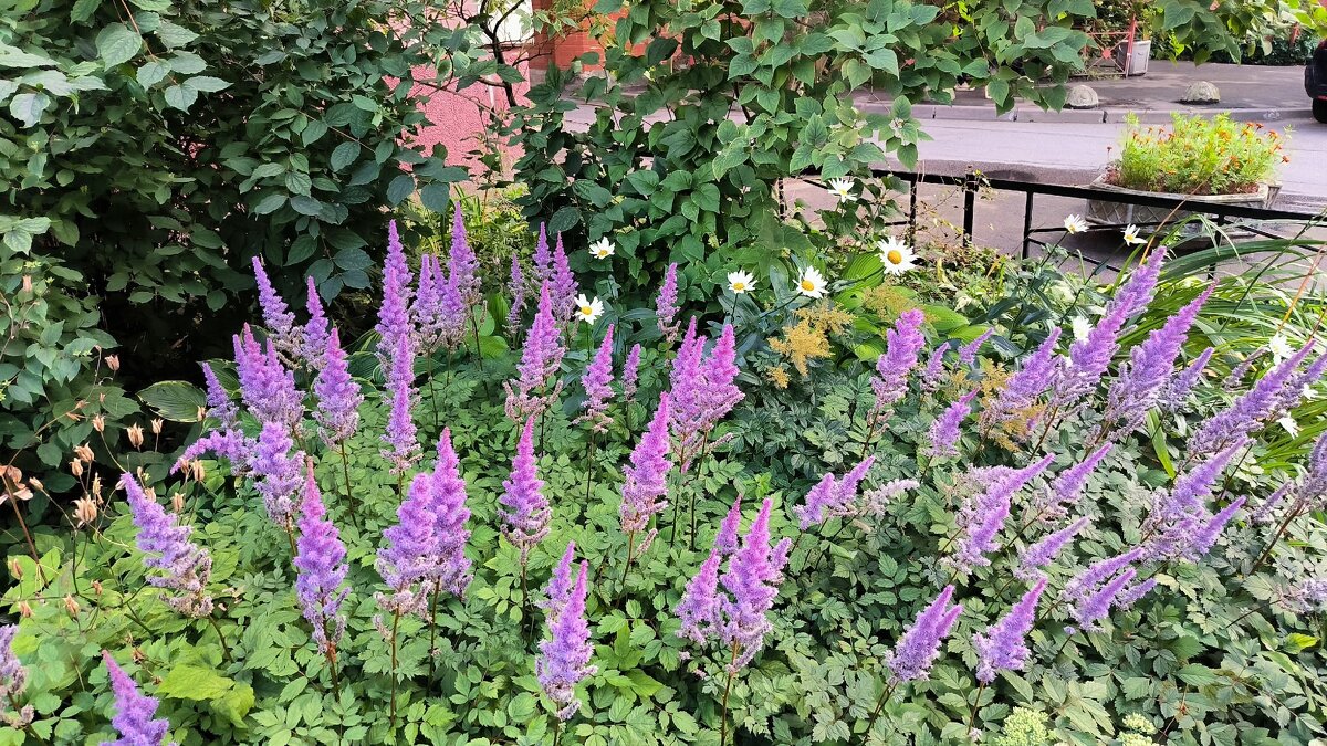 Астильба. - Ольга 