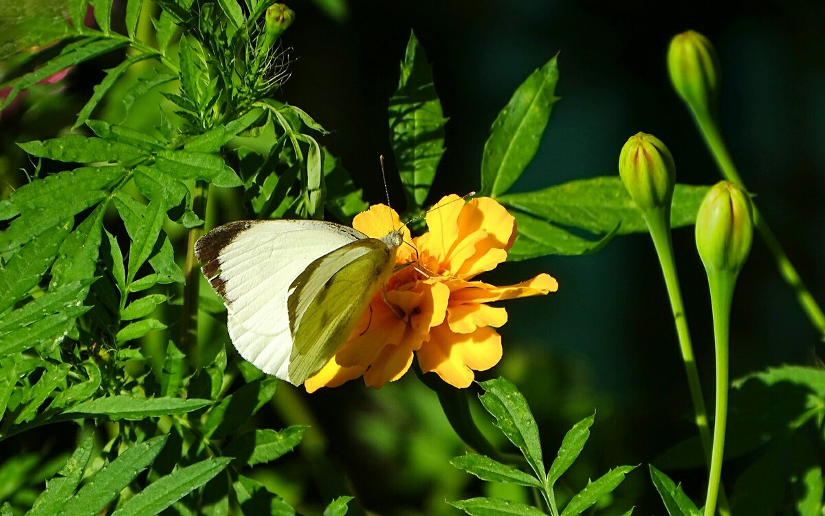 Картинка августа. - Милешкин Владимир Алексеевич 