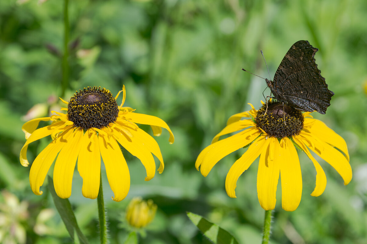*** - Виктор Иванович Чернюк