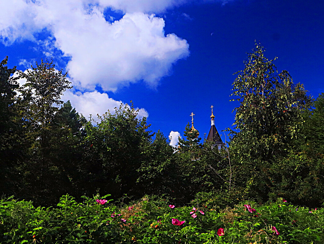 Август...Храм, облака и ещё цветущий садовый шиповник! - Владимир 