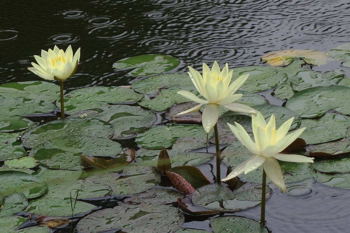 Кувшинка - Рита Симонова