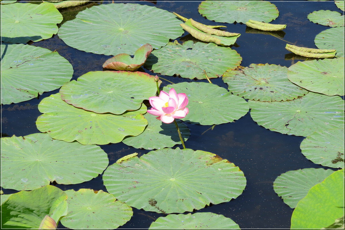 Лотос - Сеня Белгородский