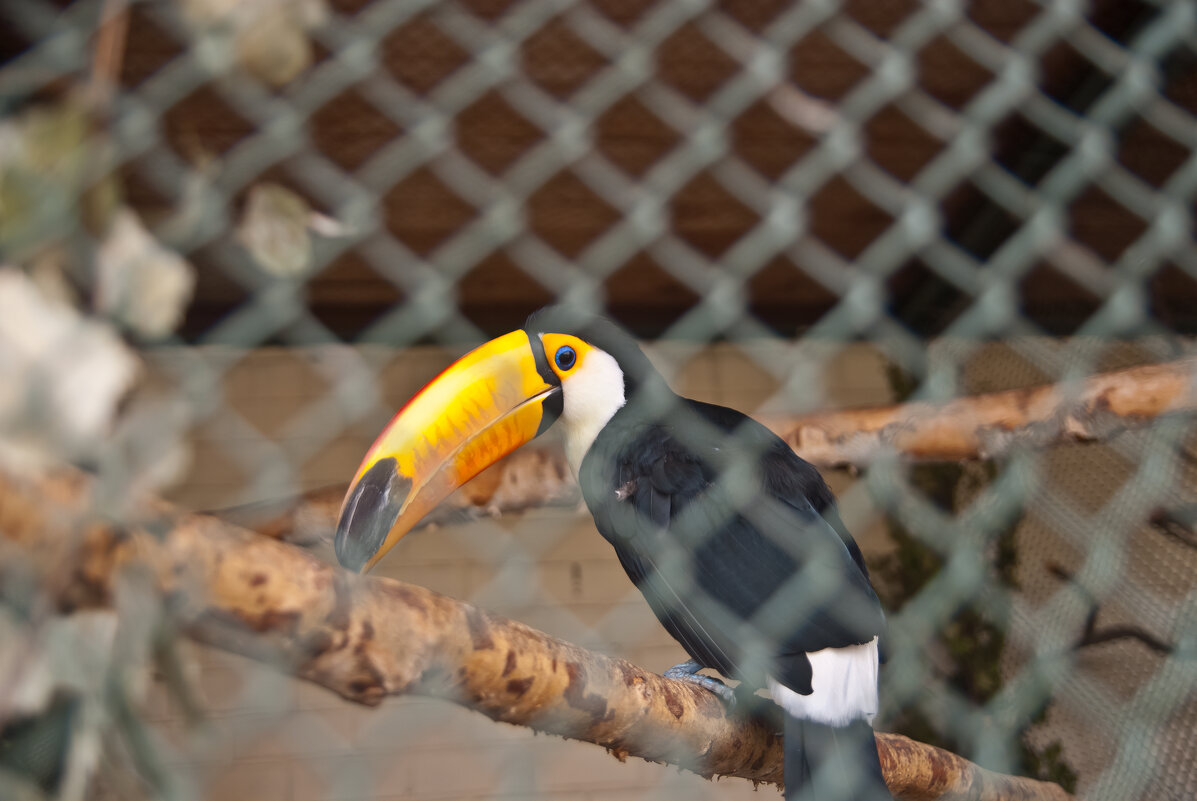 Екатеринбург 2016. Зоопарк - Андрей 