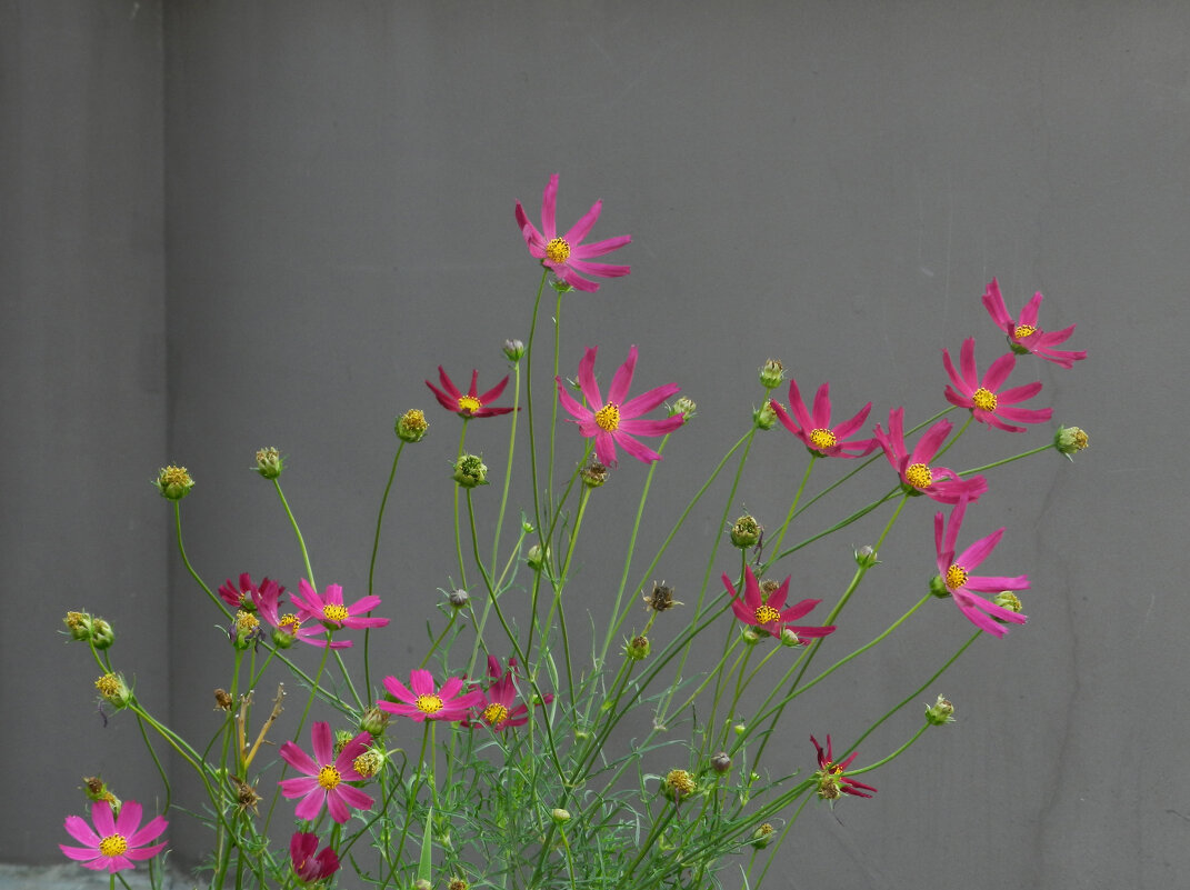 городские цветы - Лера 