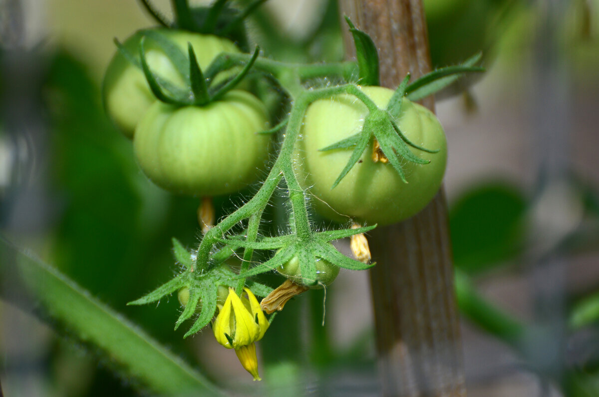 Лето в Ботаническом... Июнь. - Наташа *****