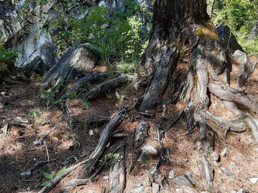 Конец июля - тоже середина лета - Галина Минчук Конец июля - тоже середина лета - Галина Минчук