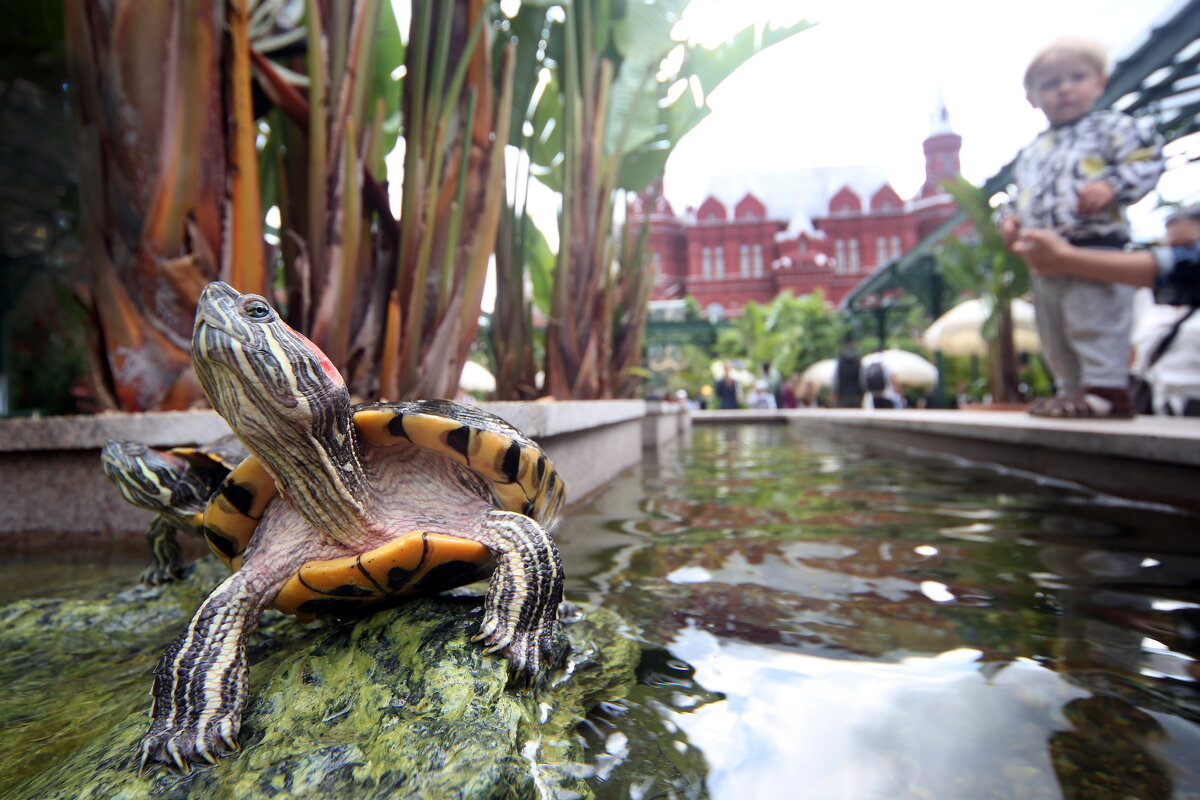 Тропики на Манежке - Михаил Бибичков