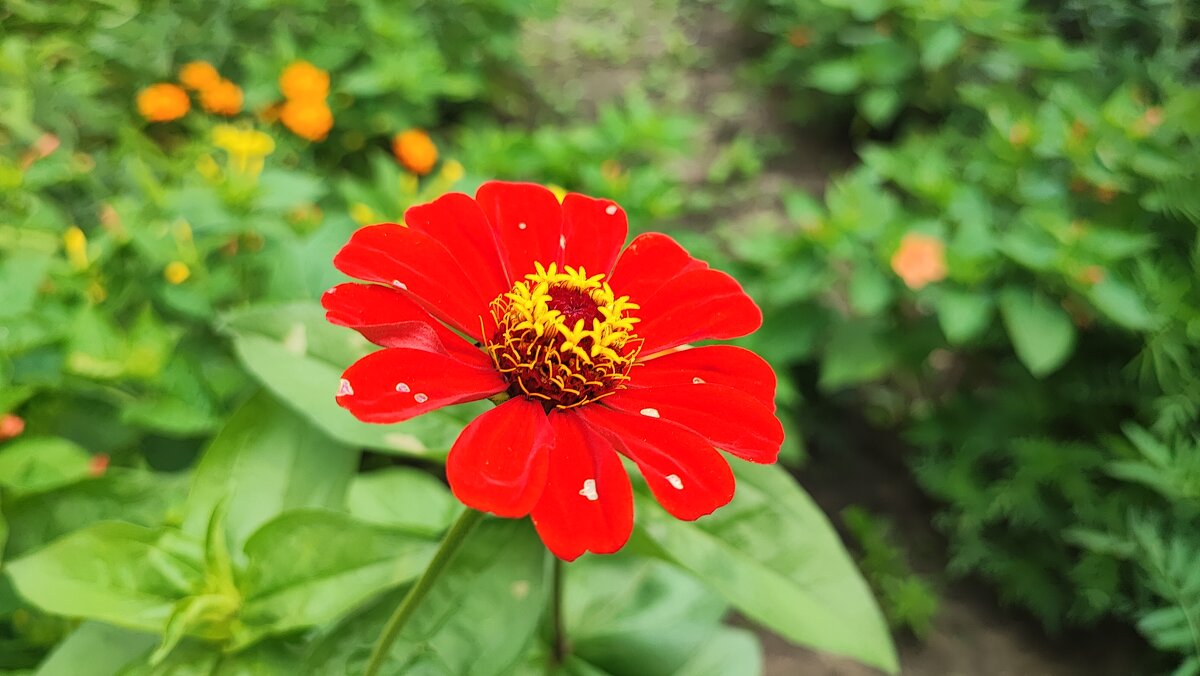 ,,, - Сергей Тимоновский